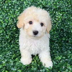 car_main_img_/media/ap_media/pets/VCQDDQEVZSFO122796.webp.250x250_q85.webp