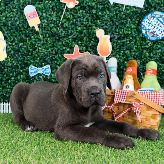Male Cane Corso puppy named Dantae for sale at Puppy Dreams - Missouri City.