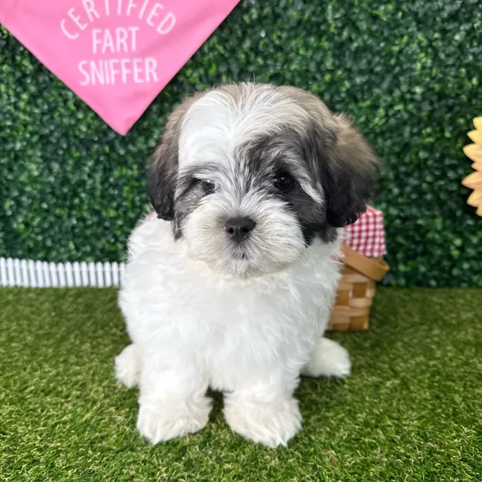 Male Teddy Bear puppy named Zack for sale at Puppy Dreams - Missouri City.