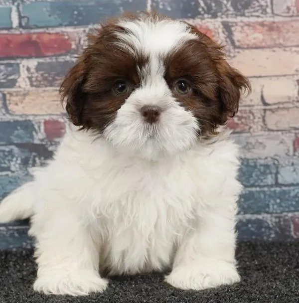 Male Malshi puppy for sale at Puppy Dreams - Missouri City.