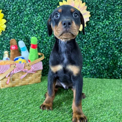 Male Rottweiler puppy named Tae for sale at Puppy Dreams - Missouri City.