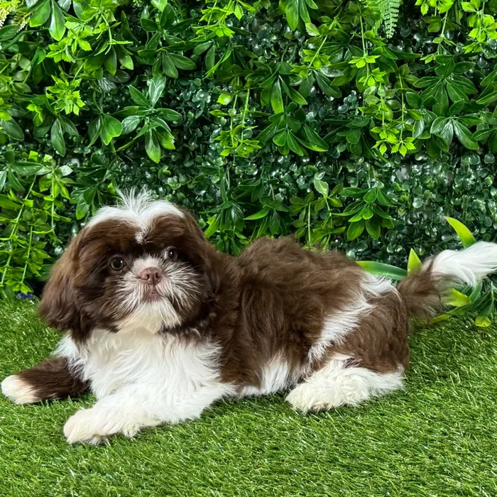 Female Shih Tzu puppy named Ginger for sale at Puppy Dreams - Katy.