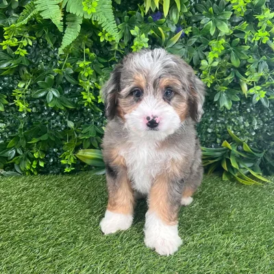 Male Aussie-Poo puppy named Crew for sale at Puppy Dreams - Katy.