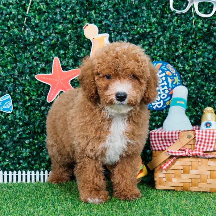 Male Mini Goldendoodle puppy named Arthur for sale at Puppy Dreams - Missouri City.