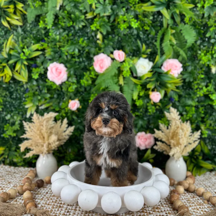 Male Bernedoodle Mini puppy named Walter for sale at Puppy Dreams - Katy.