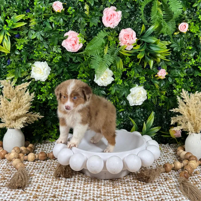 Male Mini Aussie puppy named Koda for sale at Puppy Dreams - Katy.