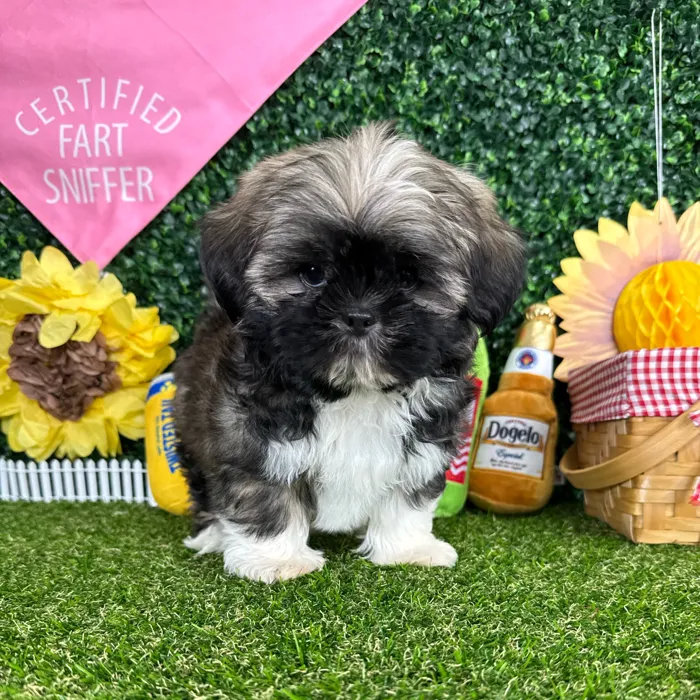 Male Shih Tzu puppy named Prince Eric for sale at Puppy Dreams - Missouri City.
