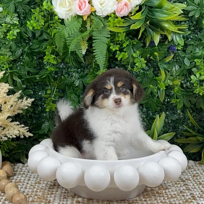 Female Damaranian puppy named Winnie for sale at Puppy Dreams - Katy.