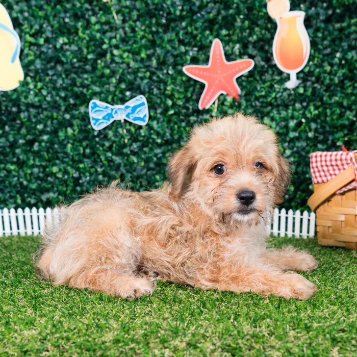 Male Yochon puppy named Bowie for sale at Puppy Dreams - Missouri City.