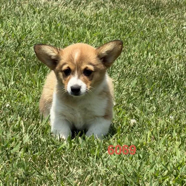 Female Pembroke Welsh Corgi puppy for sale at Puppy Dreams - Missouri City.