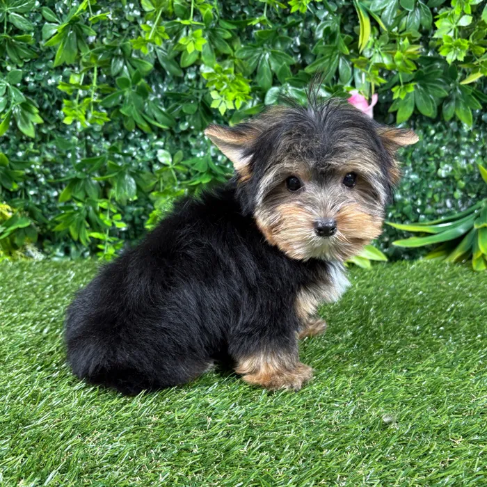 Male Yorkie puppy named Nemo for sale at Puppy Dreams - Katy.