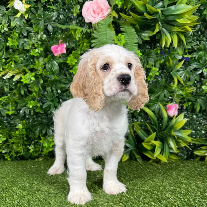 Male Cocker Spaniel puppy named Buffy for sale at Puppy Dreams - Katy.