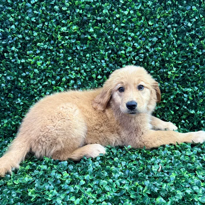 Female Golden Retriever puppy named Pickles for sale at Puppy Dreams - Missouri City.