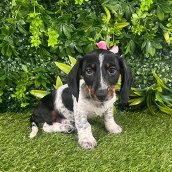 Female Dachshund puppy named Athena for sale at Puppy Dreams - Katy.