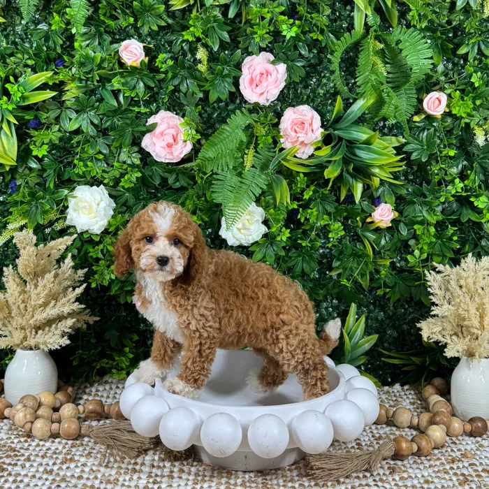 Female Mini Goldendoodle puppy named Zara for sale at Puppy Dreams - Katy.