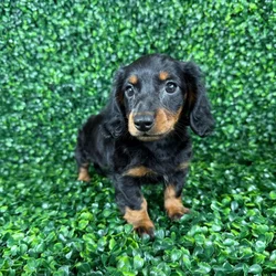 car_main_img_/media/ap_media/pets/WPIHJCGJCFJP135871.webp.250x250_q85.webp