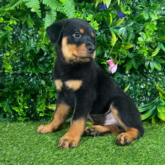 Male Rottweiler puppy for sale at Puppy Dreams - Katy.