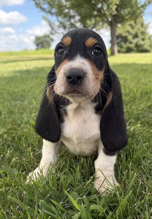 Female Basset Hound puppy for sale at Puppy Dreams - Missouri City.