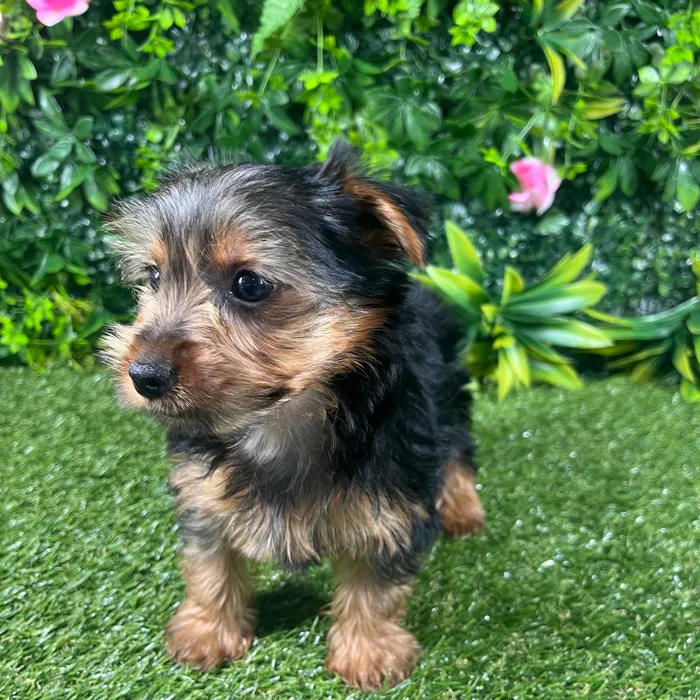 Male Morkie puppy named Comet for sale at Puppy Dreams - Katy.