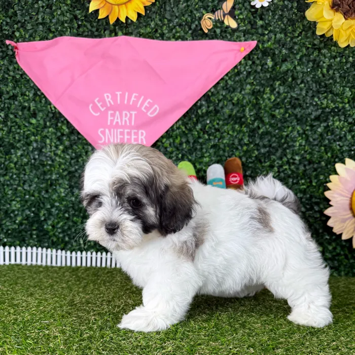 Male Teddy Bear puppy named Zack for sale at Puppy Dreams - Missouri City.