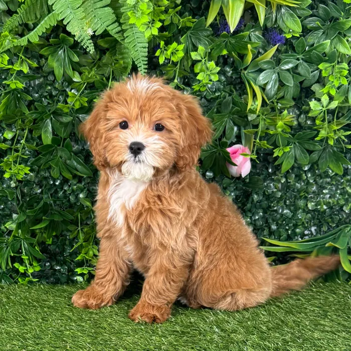 Male Cavapoo puppy named Michael for sale at Puppy Dreams - Katy.