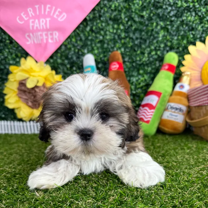 Female Shih Tzu puppy named Princess Ariel for sale at Puppy Dreams - Missouri City.