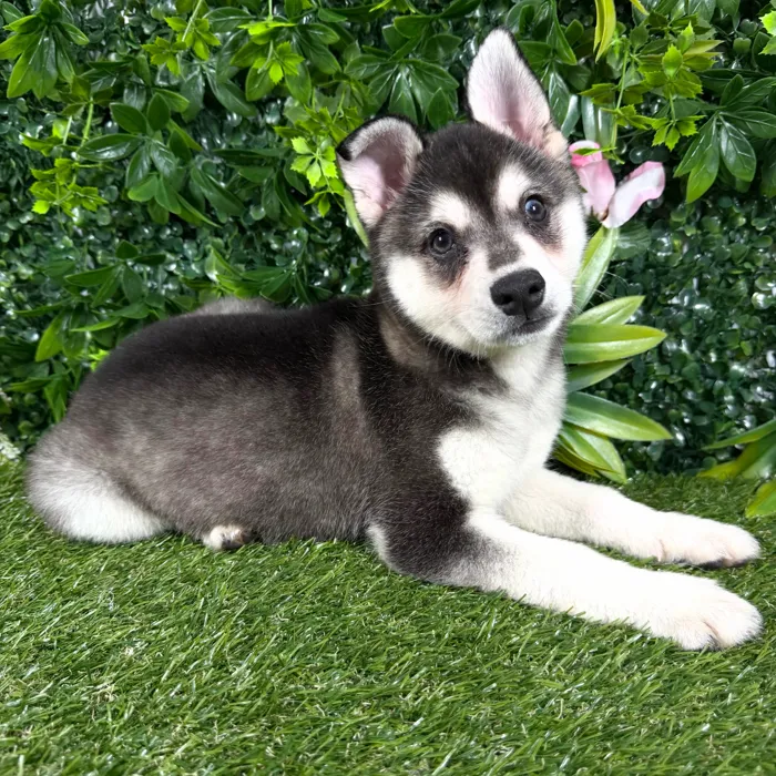 Male Alaskan Klee Kai puppy named Venice for sale at Puppy Dreams - Katy.