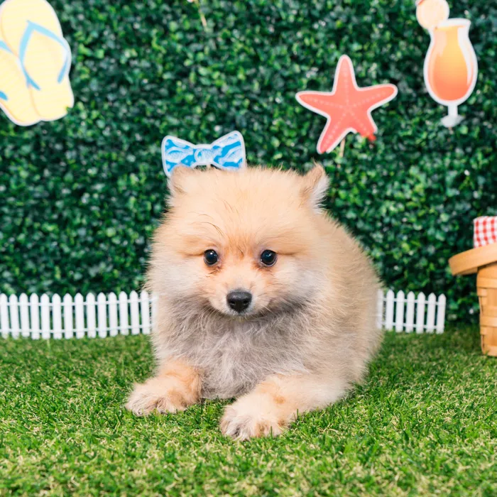Male Pomeranian puppy named Nico for sale at Puppy Dreams - Missouri City.