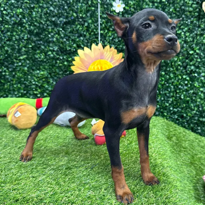 Female Min Pin puppy named Brittany for sale at Puppy Dreams - Missouri City.