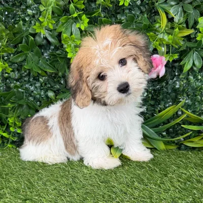 Male Yochon puppy named Salem for sale at Puppy Dreams - Katy.
