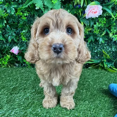 Female Cavapoo puppy named Aretha for sale at Puppy Dreams - Katy.