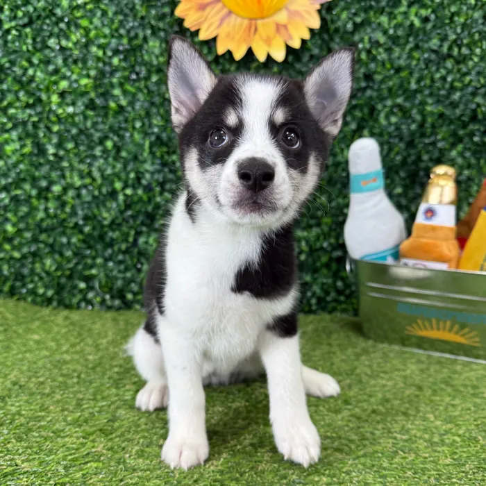 Female Alaskan Klee Kai puppy named Toph for sale at Puppy Dreams - Missouri City.
