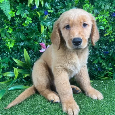 Female Golden Retriever puppy for sale at Puppy Dreams - Katy.