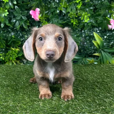 Male Dachshund puppy named Alfie for sale at Puppy Dreams - Katy.