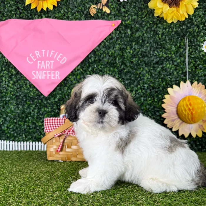 Male Teddy Bear puppy named Zack for sale at Puppy Dreams - Missouri City.