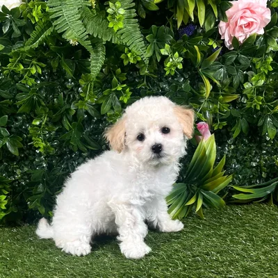 Female Bichon-Poodle puppy named Vega for sale at Puppy Dreams - Katy.