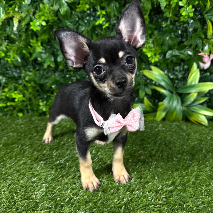 Female Chihuahua puppy named Lilo for sale at Puppy Dreams - Katy.