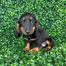 car_main_img_/media/ap_media/pets/XVKCZDYYLMJK135882.webp.250x250_q85.webp