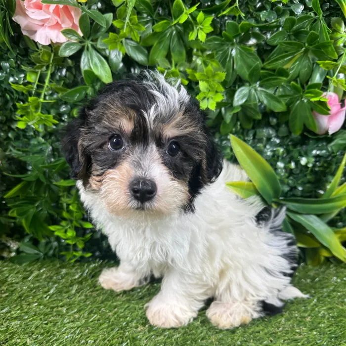 Male Yorkie-Poo puppy named Romeo for sale at Puppy Dreams - Missouri City.