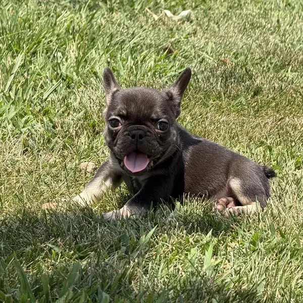 Male French Bulldog puppy for sale at Puppy Dreams - Missouri City.