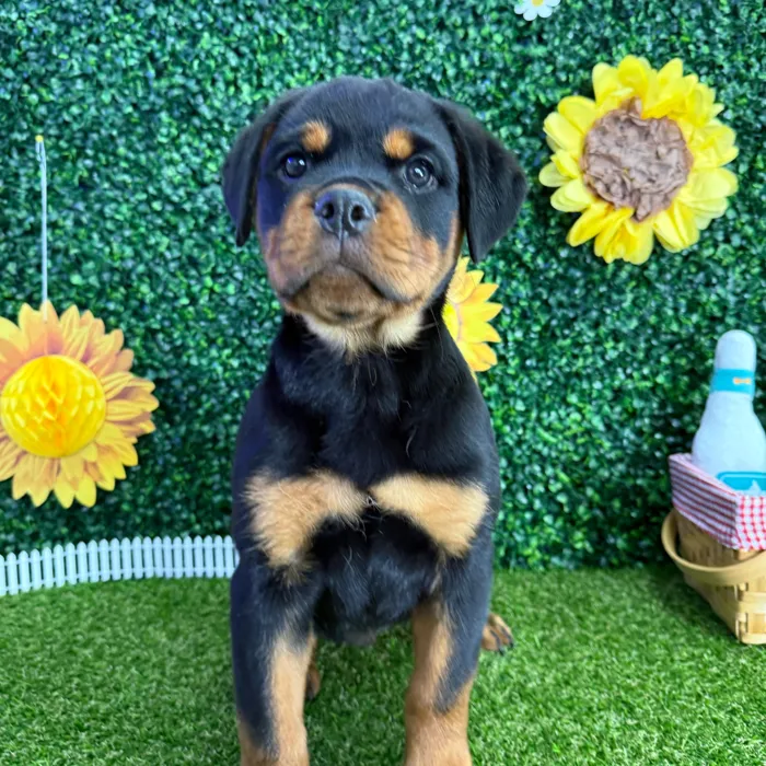 Female Rottweiler puppy named Roxy for sale at Puppy Dreams - Missouri City.