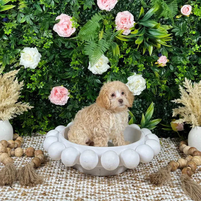 Female Cockapoo puppy named Cali for sale at Puppy Dreams - Katy.