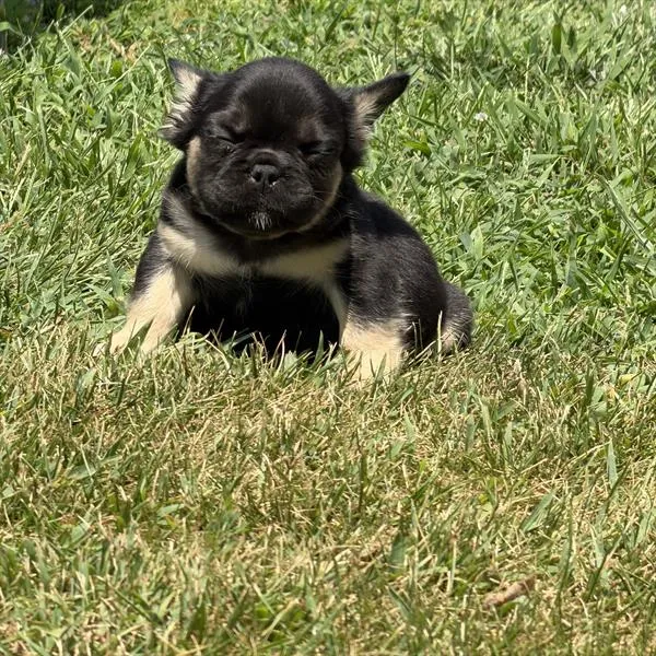 Female French Bulldog puppy for sale at Puppy Dreams - Missouri City.