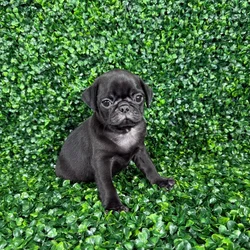 car_main_img_/media/ap_media/pets/XZIIBJPPNKCX130274.webp.250x250_q85.webp