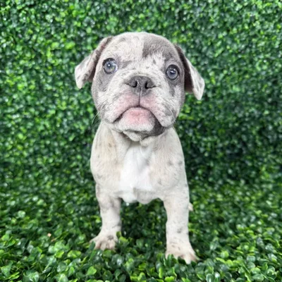 Male French Bulldog puppy named Chicken for sale at Puppy Dreams - Missouri City.