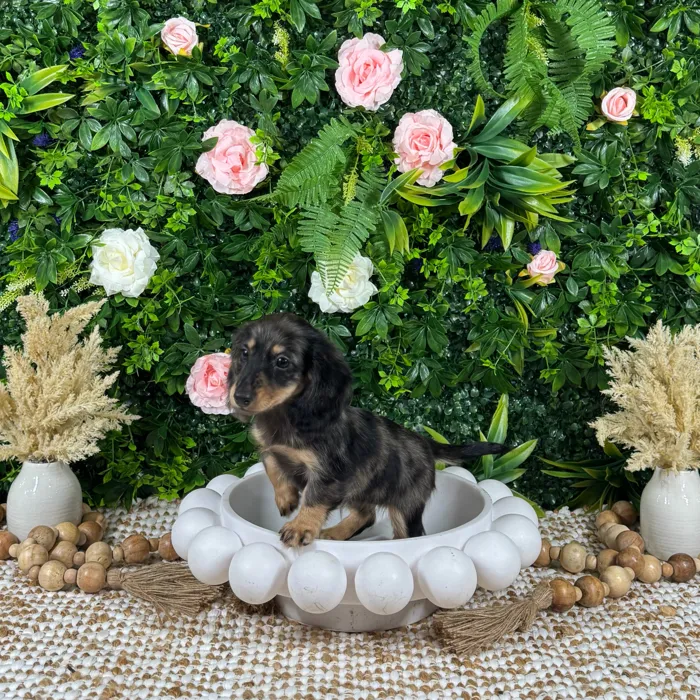 Female Dachshund puppy named Selah for sale at Puppy Dreams - Katy.
