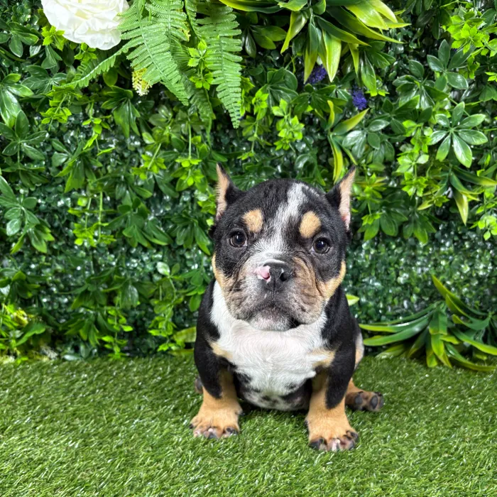 Male American Bully puppy named Rio for sale at Puppy Dreams - Katy.