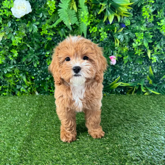 Male Cavapoo puppy named Michael for sale at Puppy Dreams - Katy.