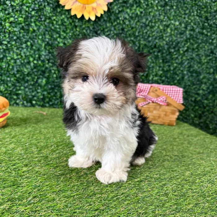 Male Morkie puppy named Marble for sale at Puppy Dreams - Missouri City.