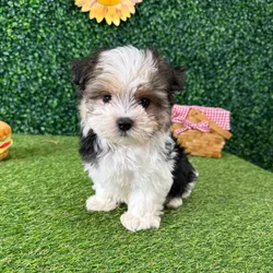Male Morkie puppy named Marble for sale at Puppy Dreams - Missouri City.